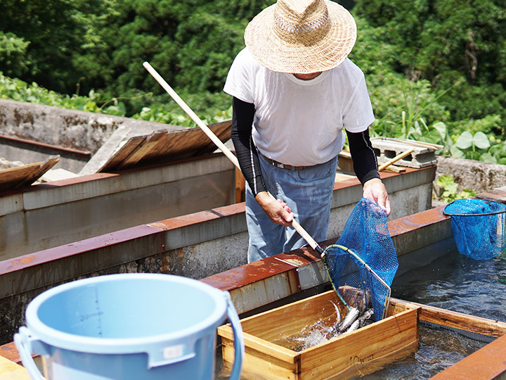 養魚場のイワナ