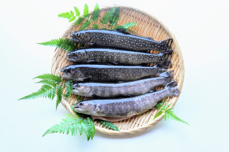 ざるに乗った深瀬イワナ