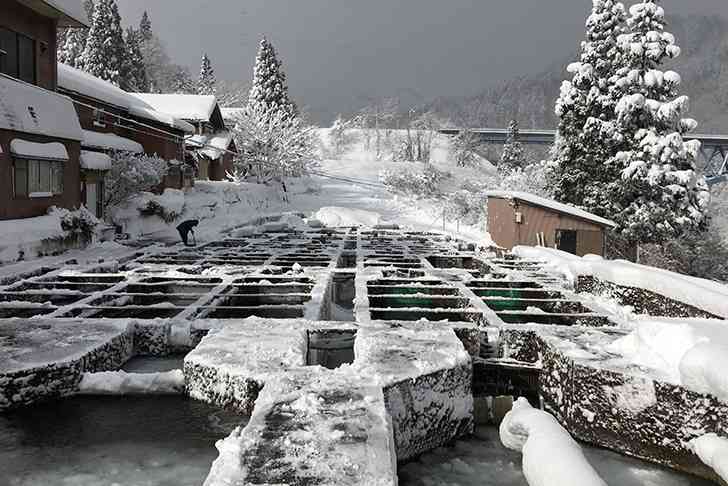 時間をかけてじっくり育てられる白山堂のイワナ