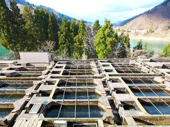 白山堂のイワナ養殖場の様子