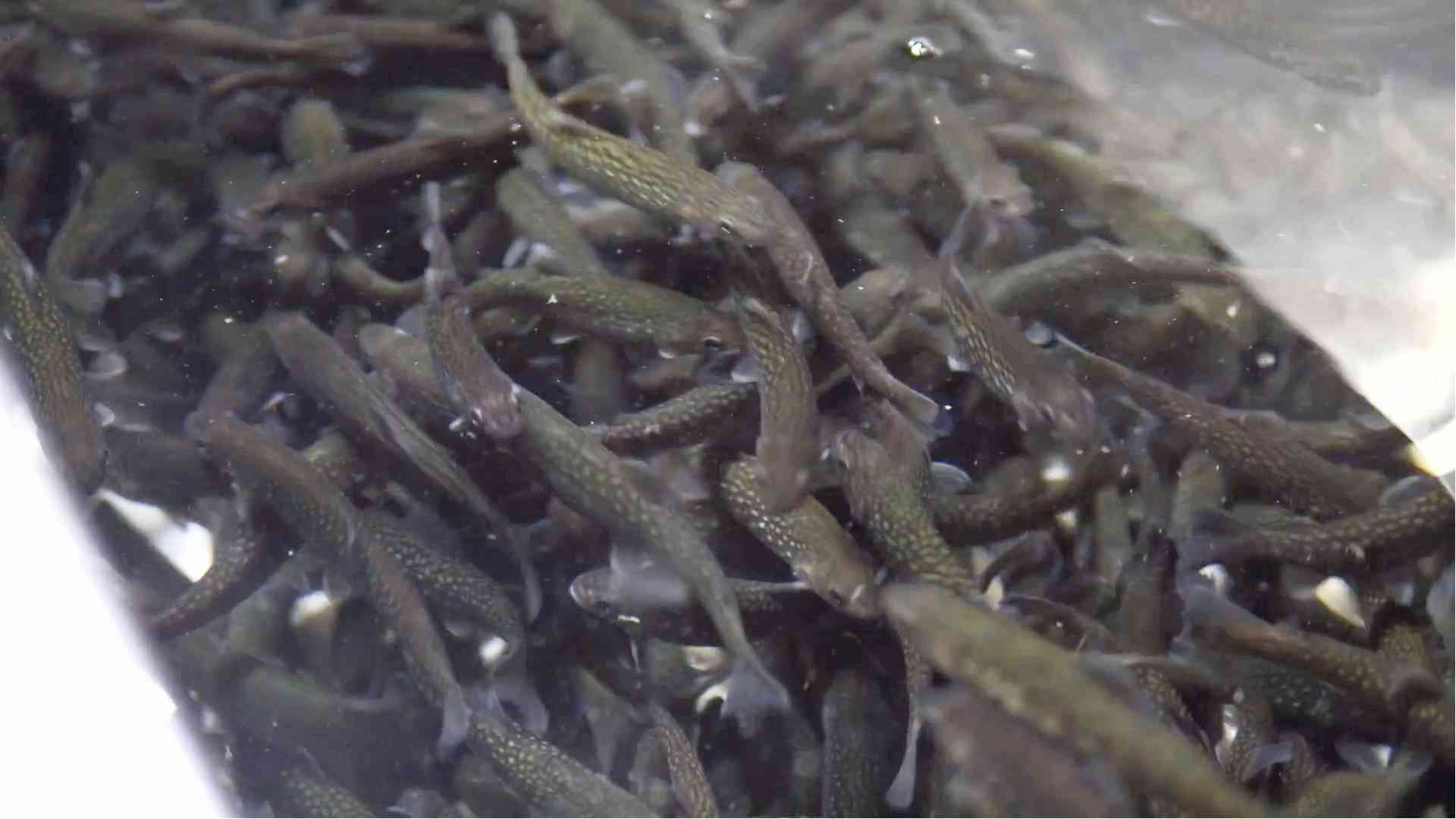 調理前の新鮮な養殖岩魚