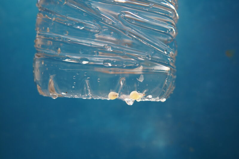 岩魚の卵