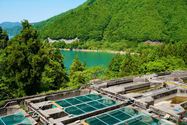 白山堂養魚場と周辺の自然環境