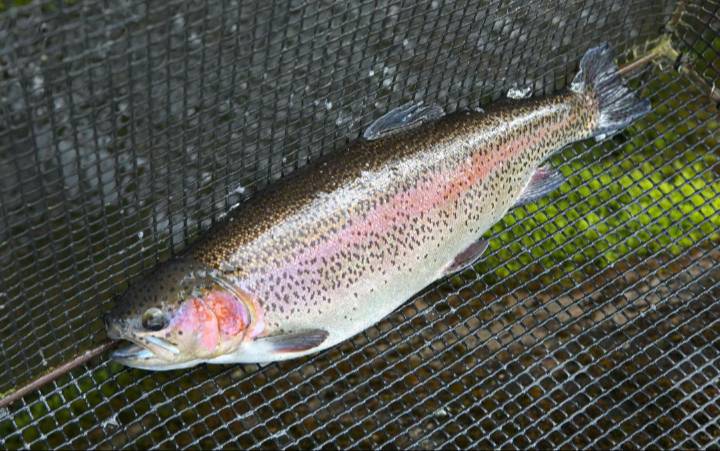 白山堂の養魚場で元気に泳ぐ白山べに鱒（ニジマス）