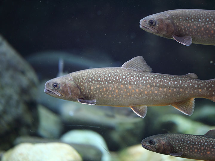 深瀬イワナについて – 川魚・イワナの通販・お取り寄せ – 淡水養魚場