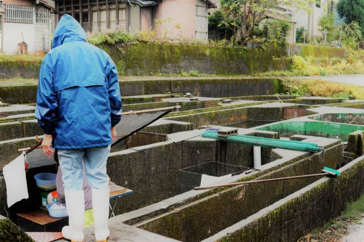 白山堂の管理された養殖環境で育つ岩魚（採卵）