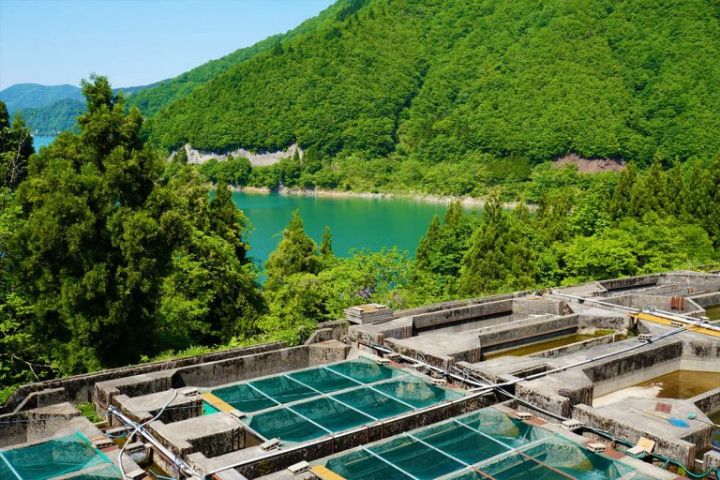 白山堂の管理された養殖環境で育つ岩魚（自社養魚場）